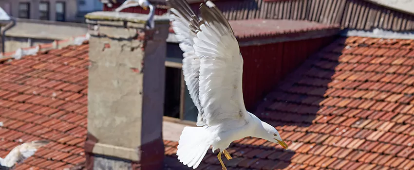 Residential Chimney Animal Removal Solution in Smyrna, GA